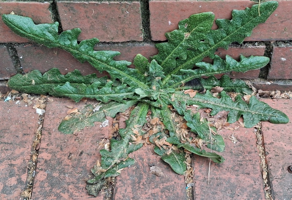 catsear Hypochaeris radicata