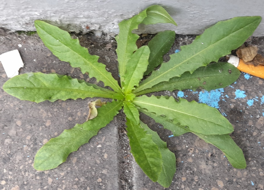 catsear Hypochaeris radicata