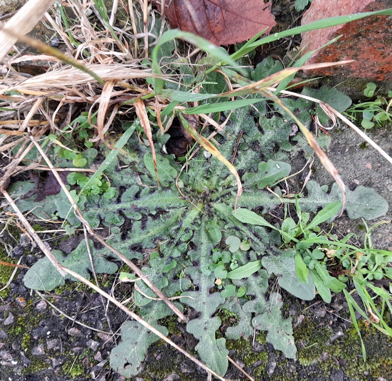 Hypochaeris radicata