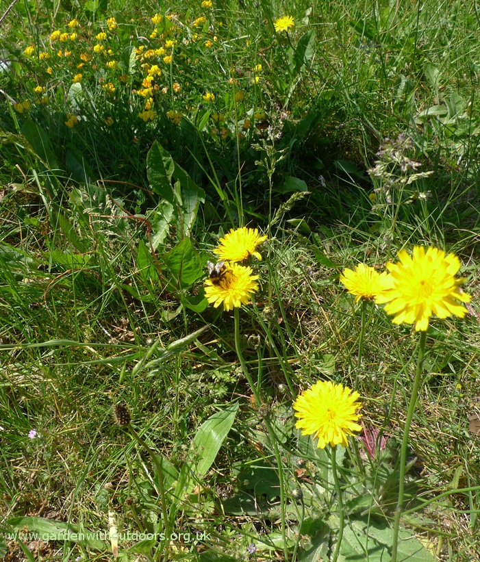 catsear birdsfoot trefoil with bee