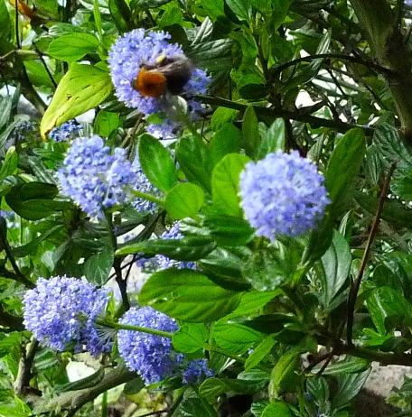 bee on ceanothus