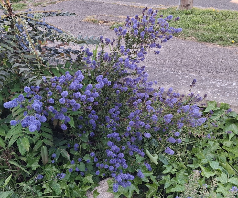 ceanothus