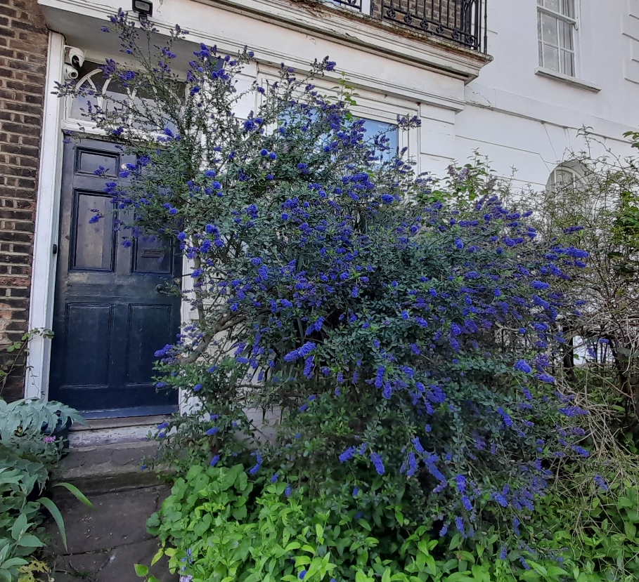 ceanothus