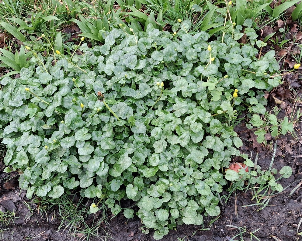 lesser celandine