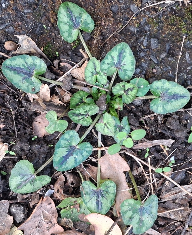 lesser celandine rosette