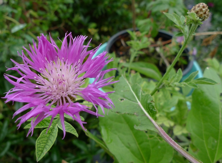 centaurea dealbata