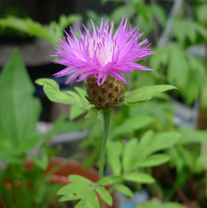 centaurea dealbata