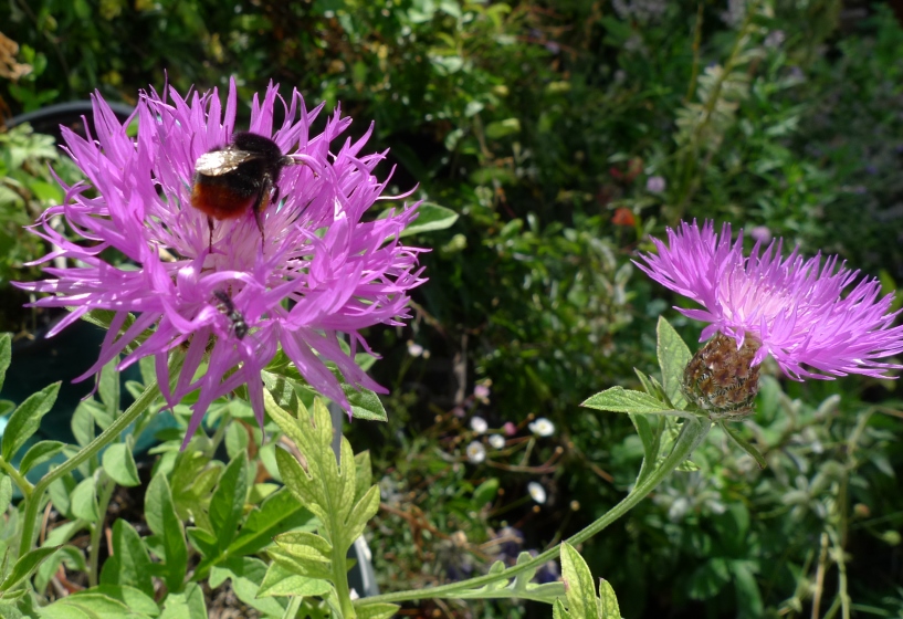 centaurea dealbata