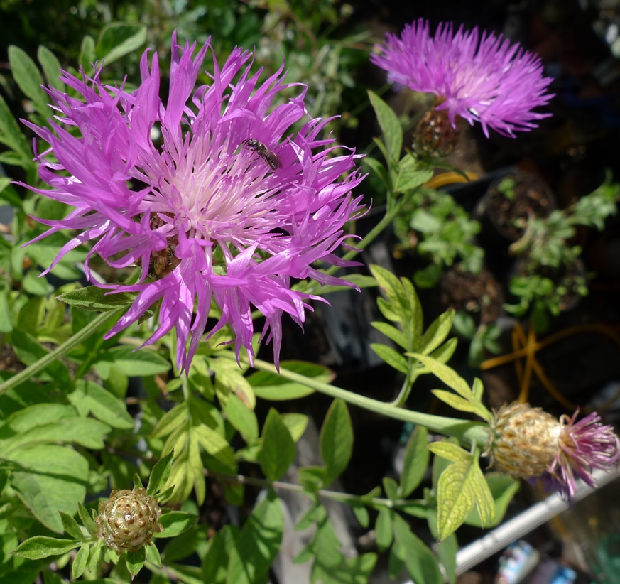 centaurea dealbata