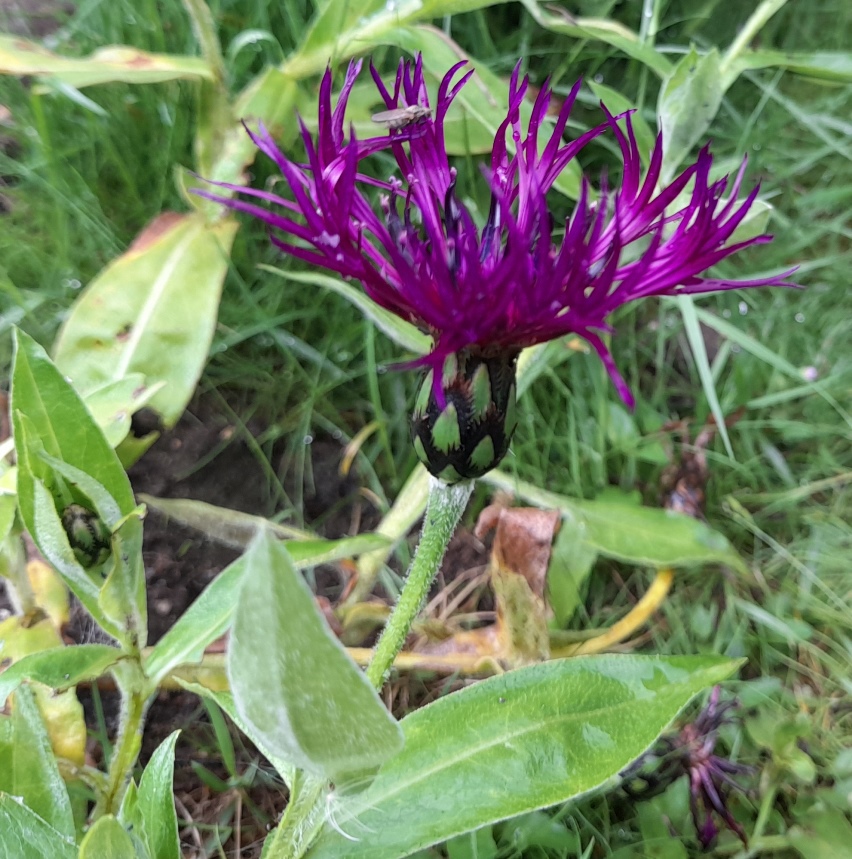 centaurea montana amethyst