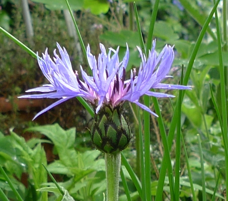 centaurea montana