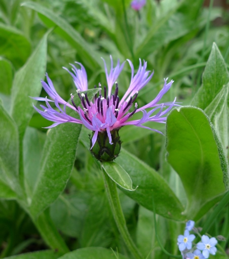 centaurea montana