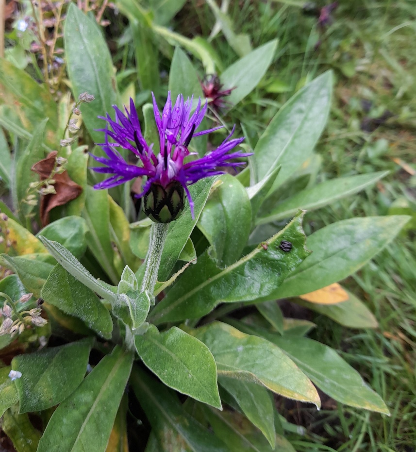 centaurea montana