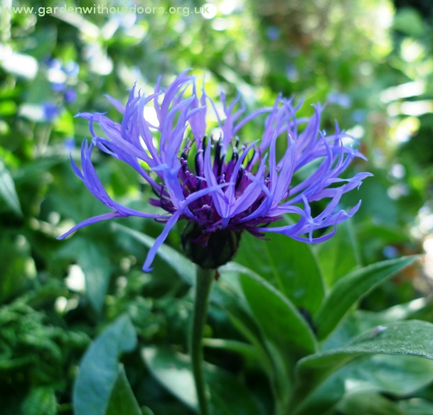 centaurea montana