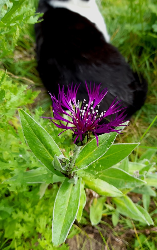 centaurea montana amethyst