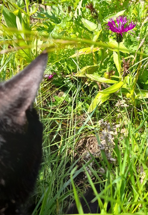 centaurea montana amethyst