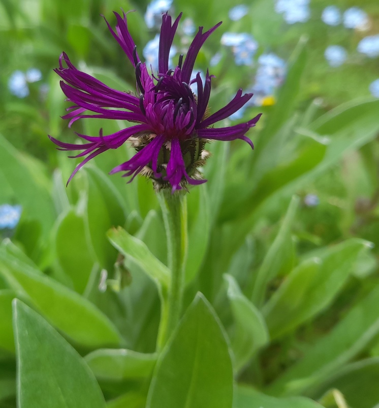centaurea montana