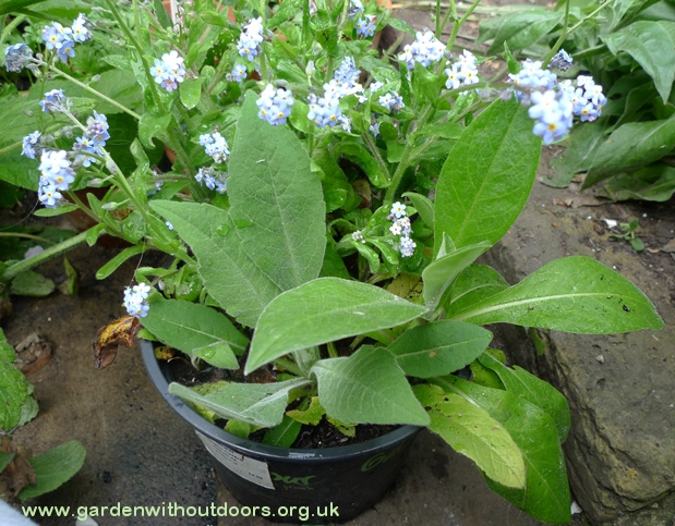 centaurea montana self-seeded