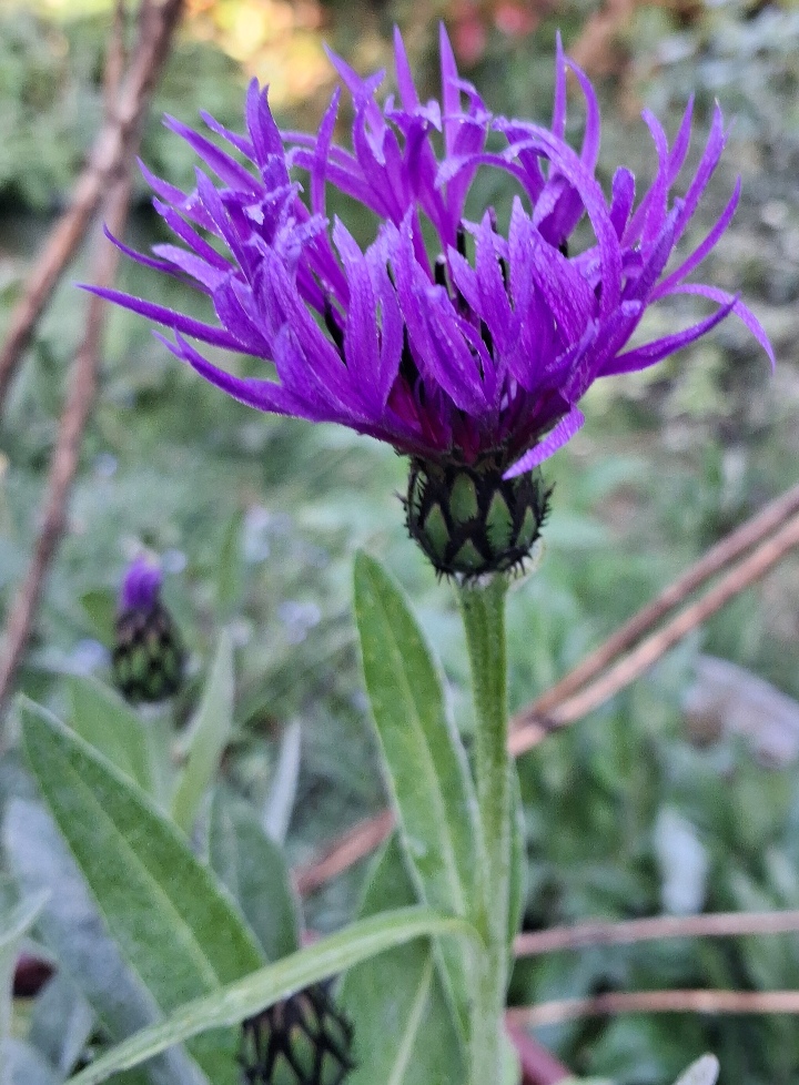 centaurea montana Amethyst