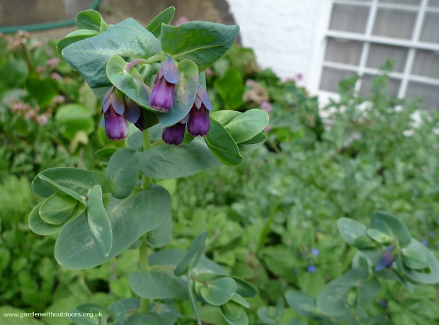 cerinthe