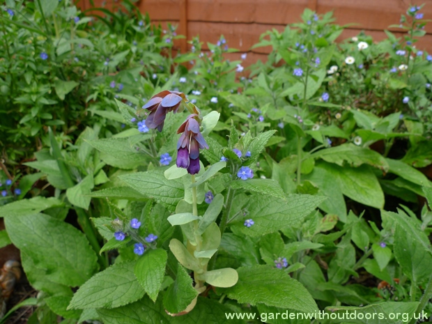 cerinthe green alkanet