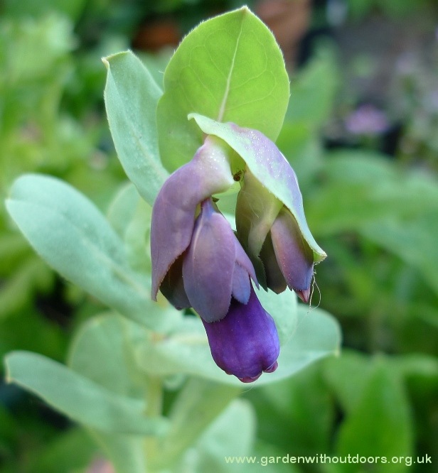 cerinthe