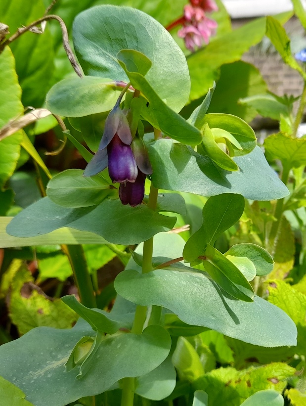 cerinthe