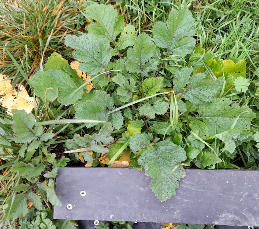 charlock Sinapis arvensis Rainham Marshes