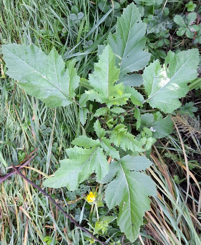 charlock Sinapis arvensis Rainham Marshes