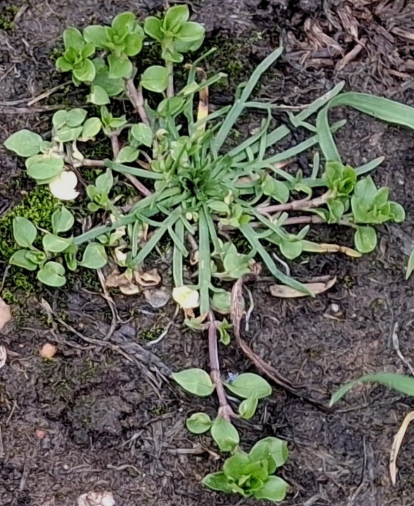 bucks-horn plantain plantago coronopus chickweed stellaria media