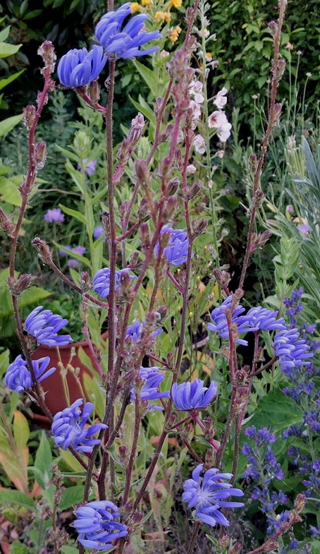 chicory flowers opening