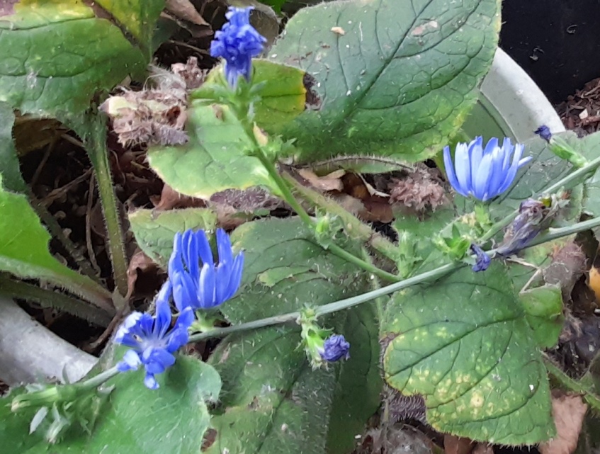 chicory