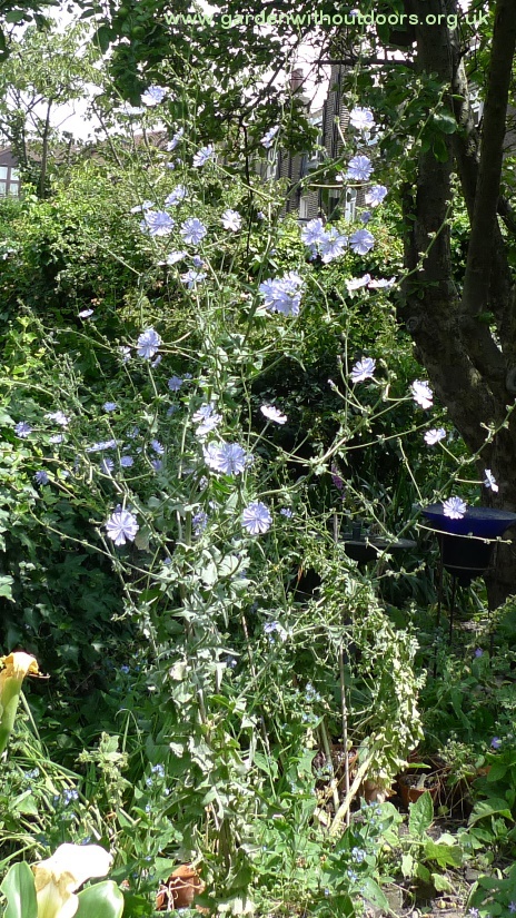 chicory flowers