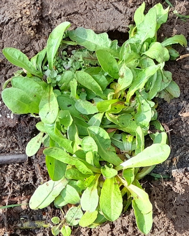chicory seedlings