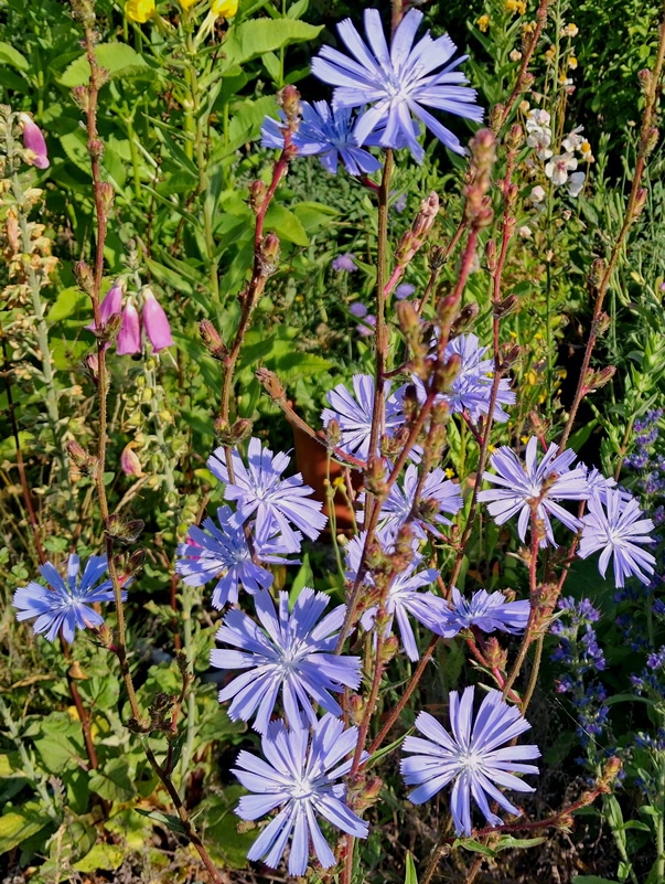 chicory flowers