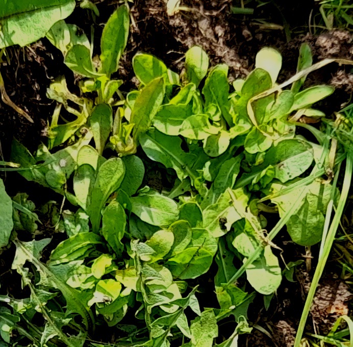 chicory seedlings