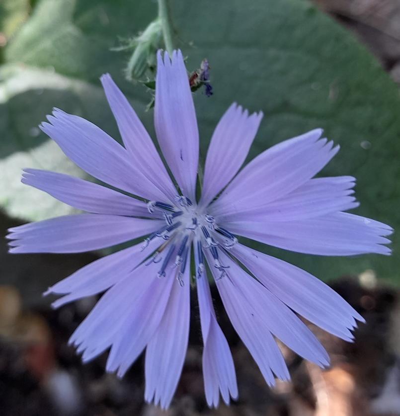 chicory