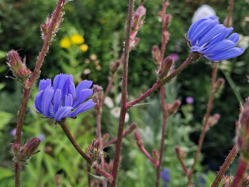 chicory