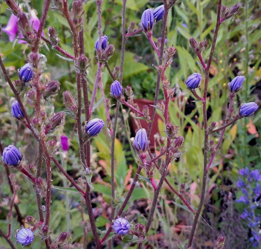 chicory buds