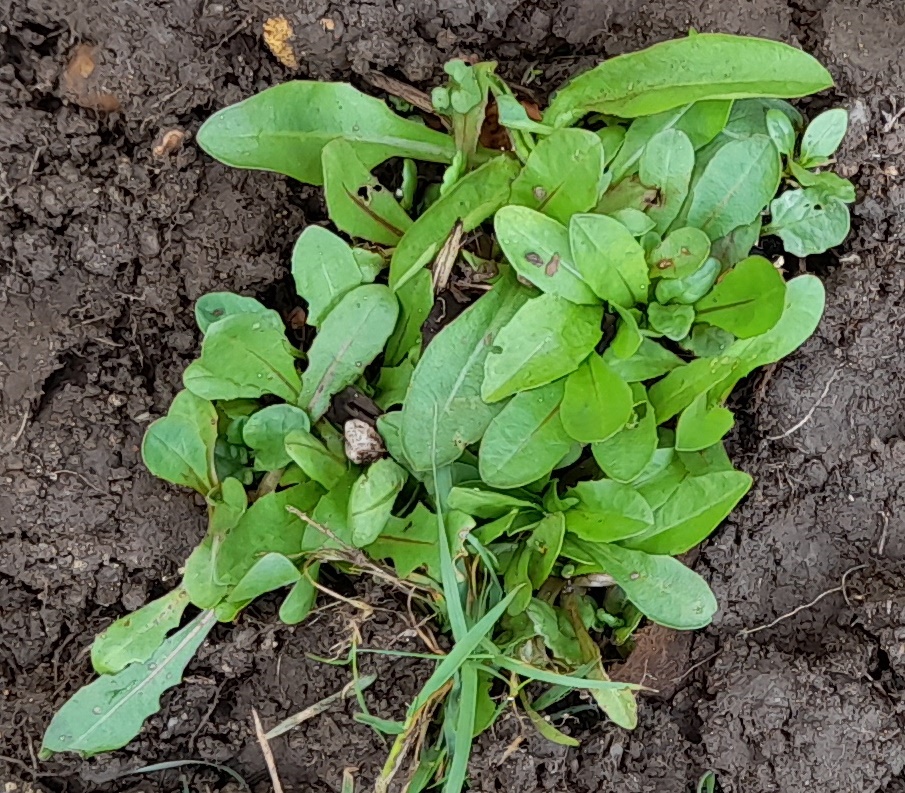 chicory seedlings