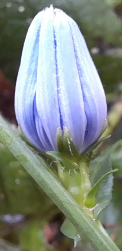 chicory bud
