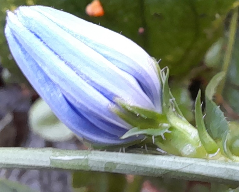 chicory bud