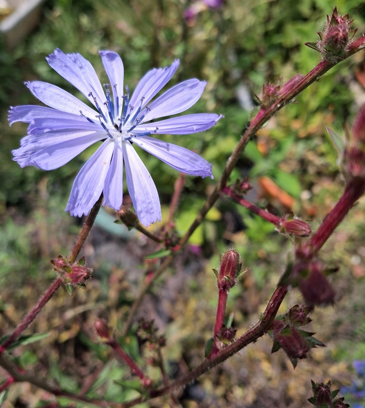 chicory
