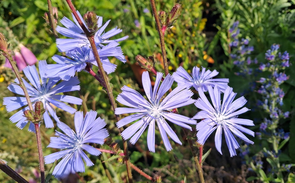 chicory flowers