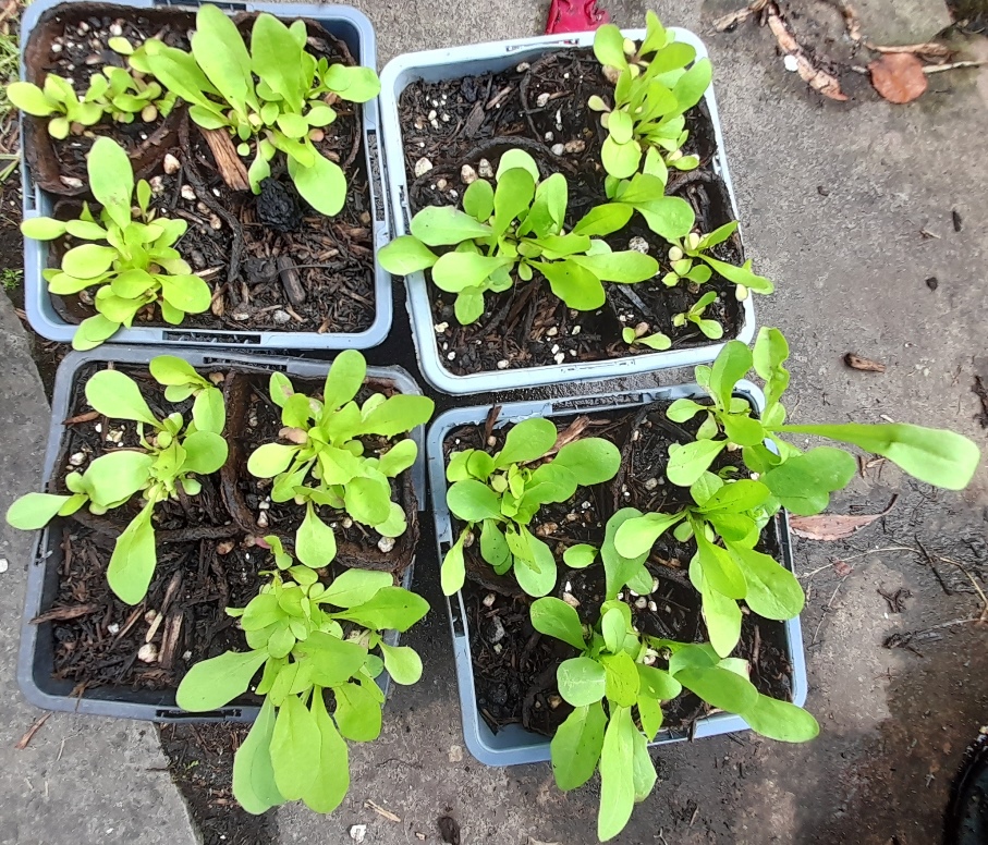 chicory seedlings Cichorium intybus