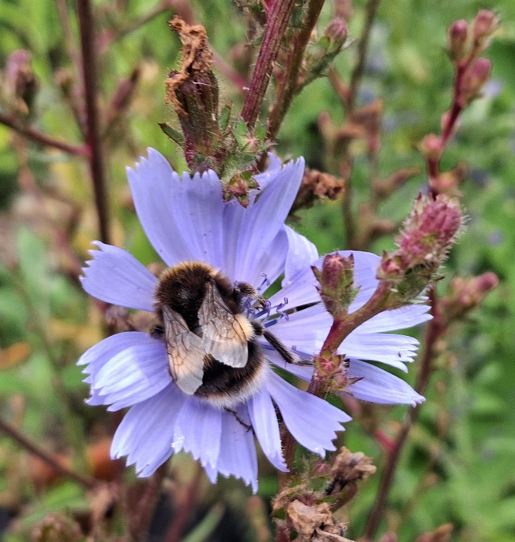 chicory bee