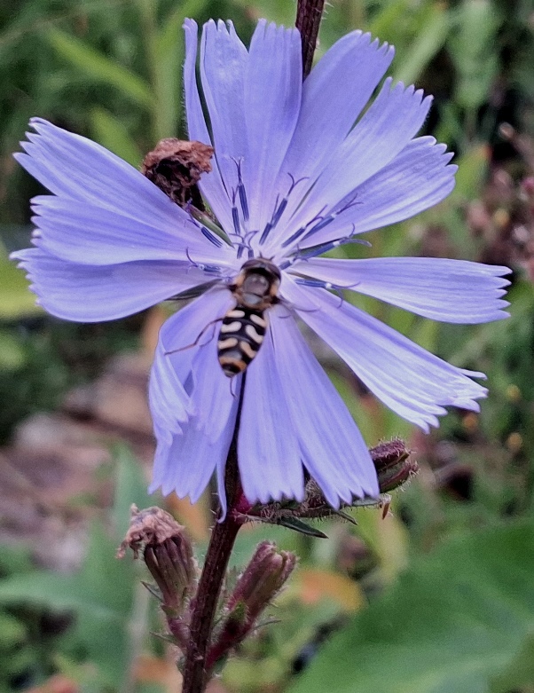 chicory with hoverfly