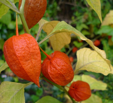chinese lantern