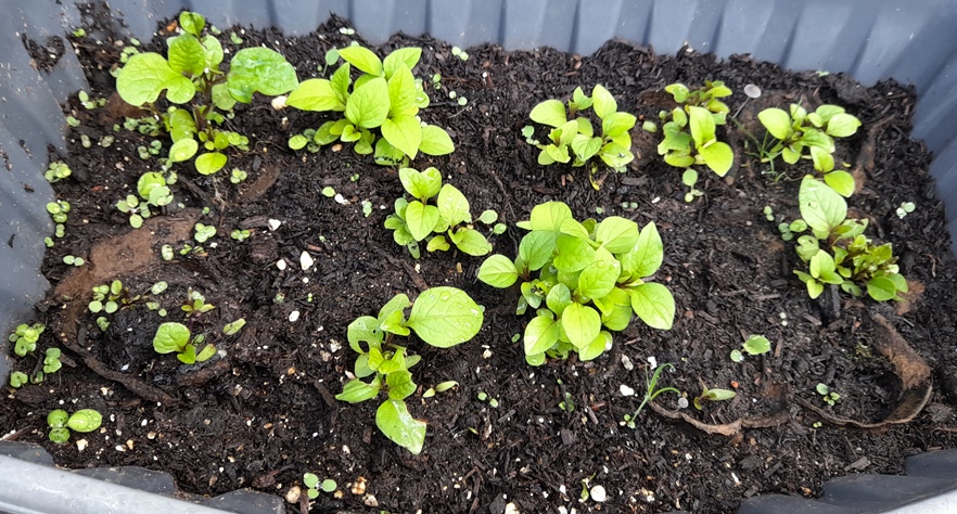 chinese lantern seedlings