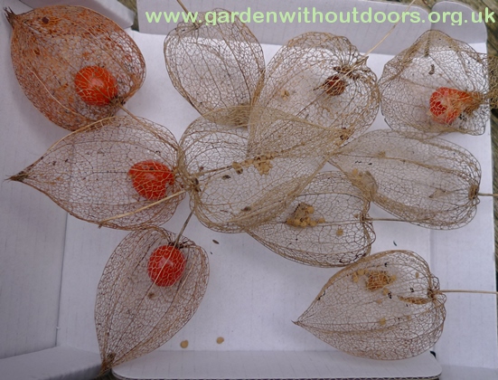 chinese lanterns with seeds